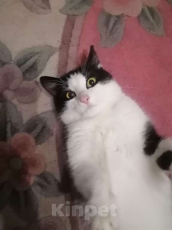 Кошки в Набережных Челнах: Хочу дом Мальчик, Бесплатно - фото 4