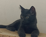 Кошки в Краснодаре: Черная кошечка Девочка, Бесплатно - фото 3