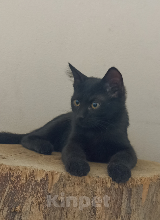 Кошки в Краснодаре: Черная кошечка Девочка, Бесплатно - фото 3