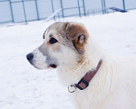 Собаки в Подольске: Очаровательный песик Каспий в добрые руки Мальчик, Бесплатно - фото 3