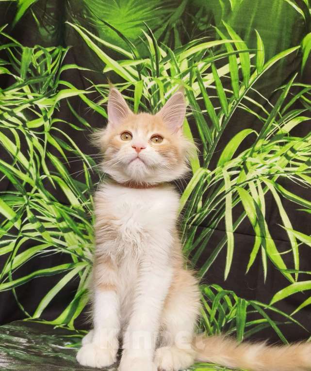 Кошки в Москве: Котёнок Мейн Кун Девочка Девочка, 55 000 руб. - фото 4