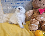 Кошки в Москве: Девочка Рэгдолл Девочка, 95 000 руб. - фото 2