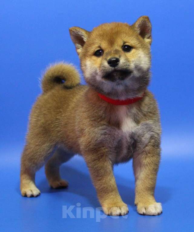 Собаки в Москве: Щенки сиба ину Девочка, 40 000 руб. - фото 7