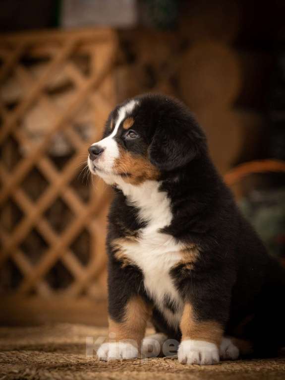 Собаки в Санкт-Петербурге: Щенки бернского зенненхунда. РКФ. Девочка, 90 000 руб. - фото 3