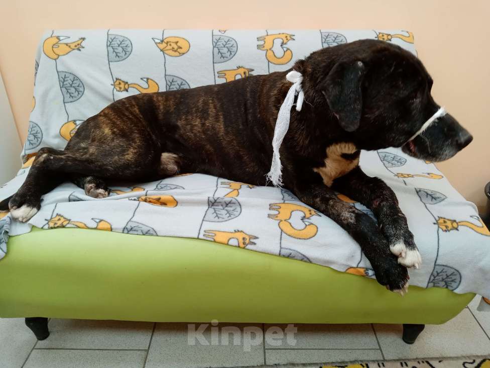 Кошки в Москве: собака (пес) Макс ищет дом Мальчик, Бесплатно - фото 10