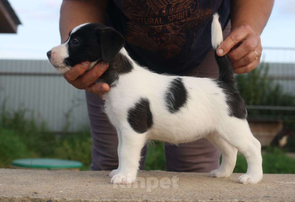 Собаки в Всеволожске: ММ ТИЛЛАНДСИЯ КОРОЛЕВА НОЧИ Девочка, 45 000 руб. - фото 4