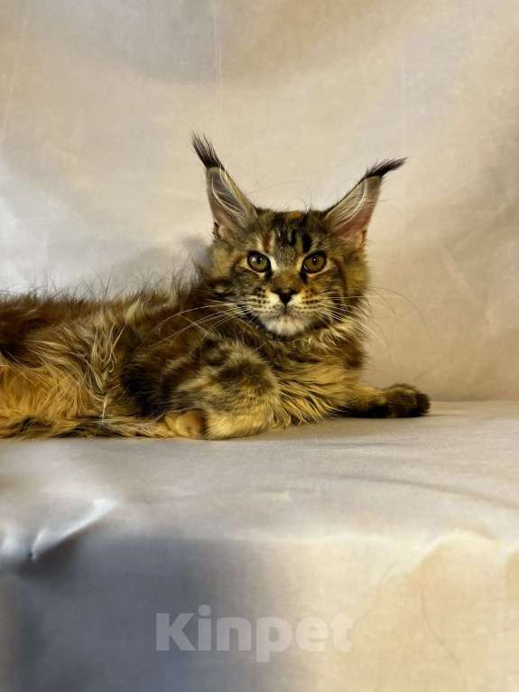 Кошки в Москве: Мейн-кун котята Девочка, 35 000 руб. - фото 6