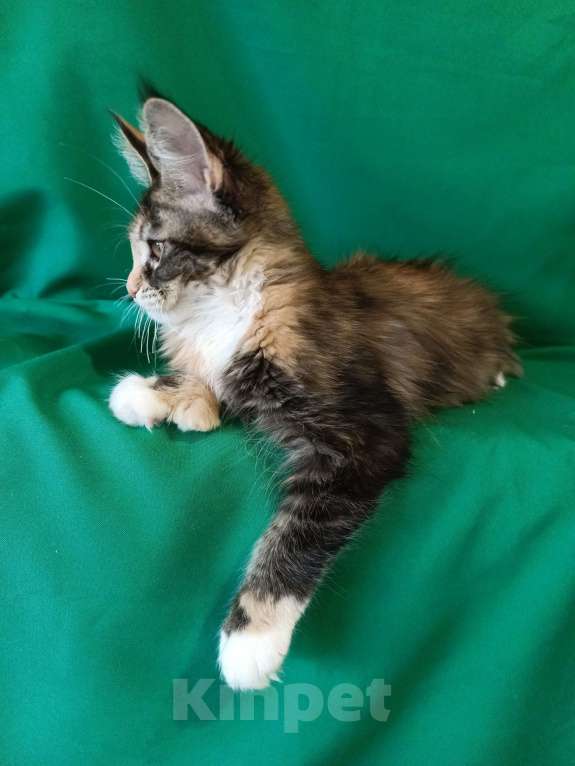 Кошки в других городах Владимирской области: Девочка мейн кун полидакт Девочка, Бесплатно - фото 3