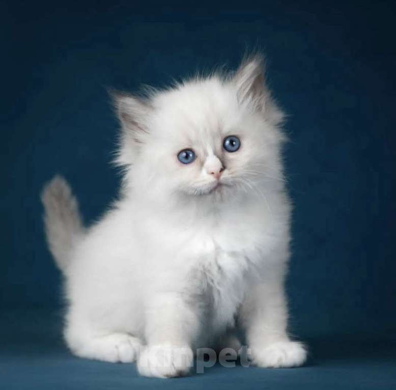 Кошки в Москве: Девочка Рэгдолл самая нежная Девочка, 70 000 руб. - фото 7