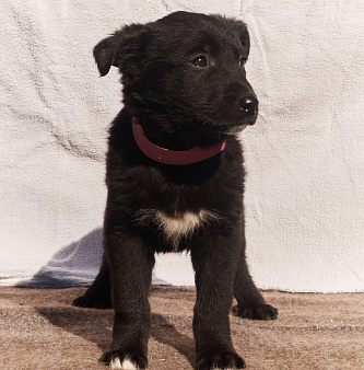 Щенок 1,5-2 месяца Бирма в добрые руки