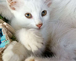 Кошки в Краснодаре: Котята ищут дом Девочка, Бесплатно - фото 2