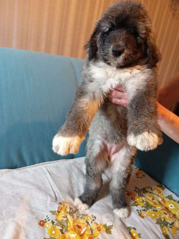 Собаки в других городах Московской области: щенки южнорусской овчарки Мальчик, 50 000 руб. - фото 3