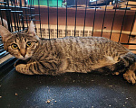 Кошки в Москве: Котенок Бонечка Девочка, Бесплатно - фото 3