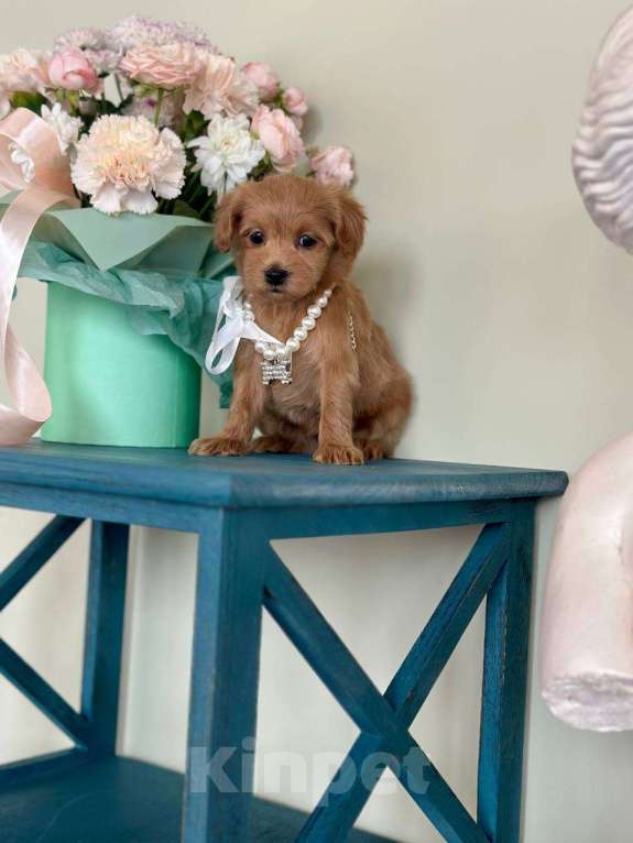 Собаки в Москве: Мальтипу мини f1 Мальчик, 65 000 руб. - фото 8