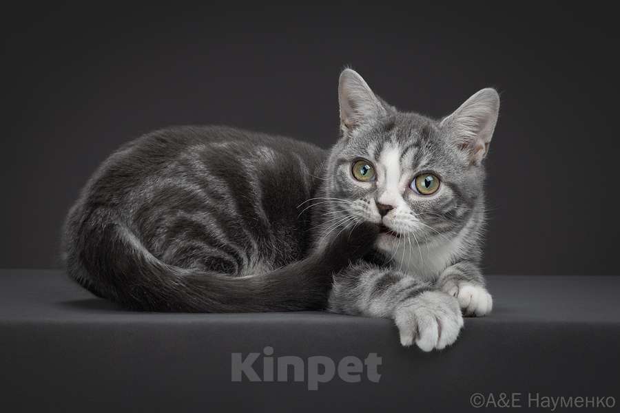 Кошки в Москве: Американская короткошерстная кошка Девочка, 70 000 руб. - фото 10