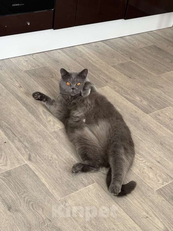 Кошки в других городах Московской области: В добрые ручки Мальчик, Бесплатно - фото 3