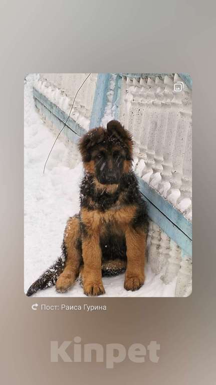 Собаки в других городах Красноярского края: щенки немецкой овчарки длинники Девочка, 45 000 руб. - фото 3