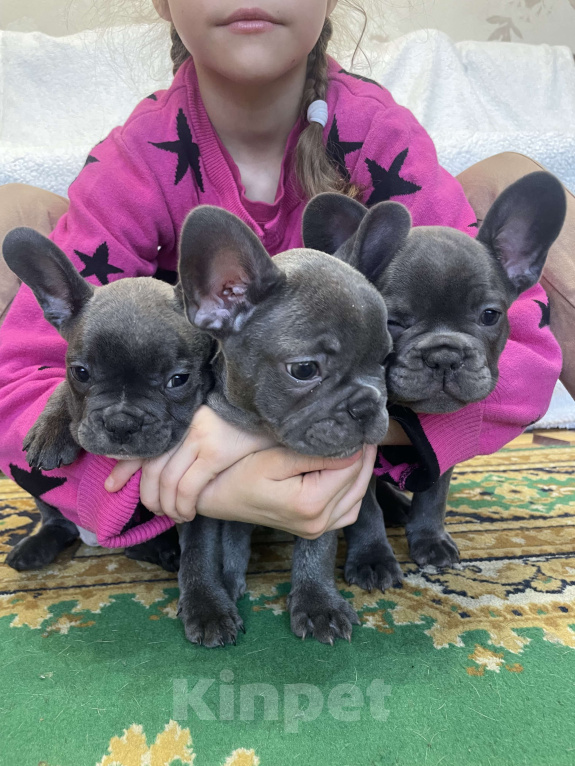 Собаки в других городах Краснодарского края: Щенки французского бульдога Девочка, 55 000 руб. - фото 7