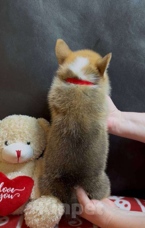 Собаки в других городах Московской области: Вельш корги пемброк мальчик  Мальчик, 38 000 руб. - фото 7