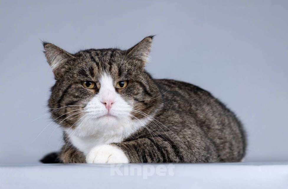 Кошки в Москве: Молодой котик Бакс  ищет дом. Мальчик, Бесплатно - фото 2