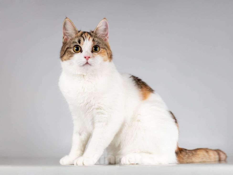 Кошки в Москве: Юная ласковая трехцветная кошечка Ника Девочка, Бесплатно - фото 3