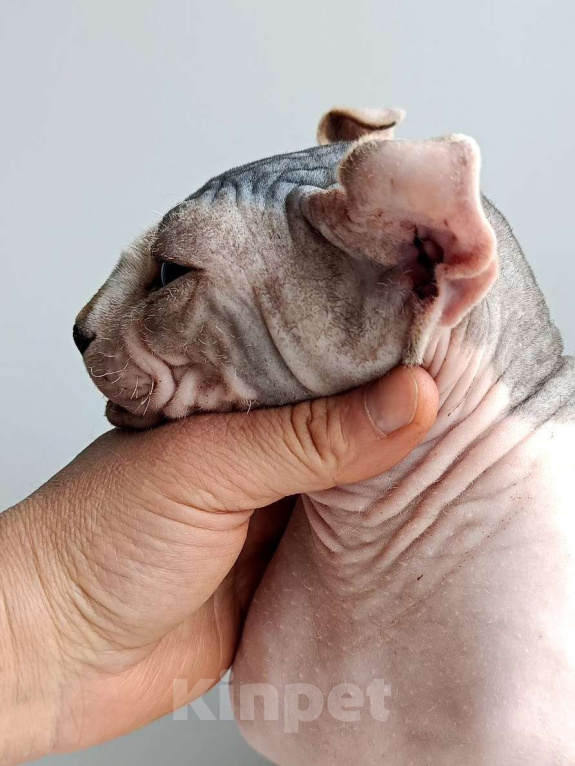 Кошки в Нефтекамске: Котенок сфинкс эльф!  Мальчик, Бесплатно - фото 3