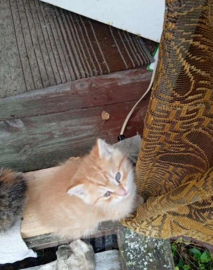 Кошки в Москве: Котята в добрые руки Девочка, Бесплатно - фото 3