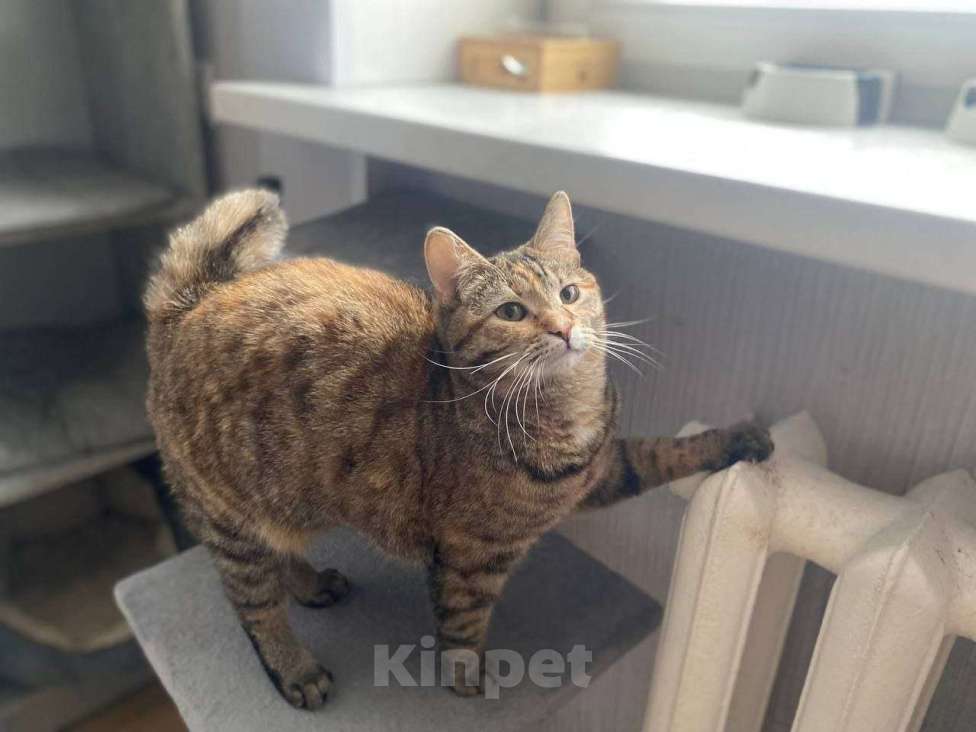 Кошки в Москве: Котенок Туся ищет дом Девочка, Бесплатно - фото 2