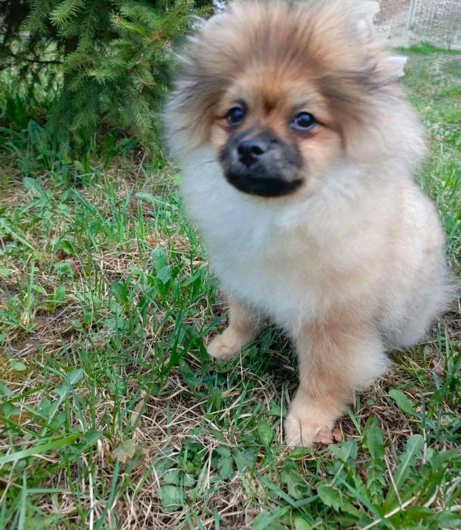 Собаки в Узловой: Щенок шпица Мальчик, 40 000 руб. - фото 3