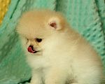 Собаки в Москве: Померанский шпиц. Девочка, 60 000 руб. - фото 2