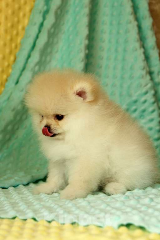 Собаки в Москве: Померанский шпиц. Девочка, 60 000 руб. - фото 2