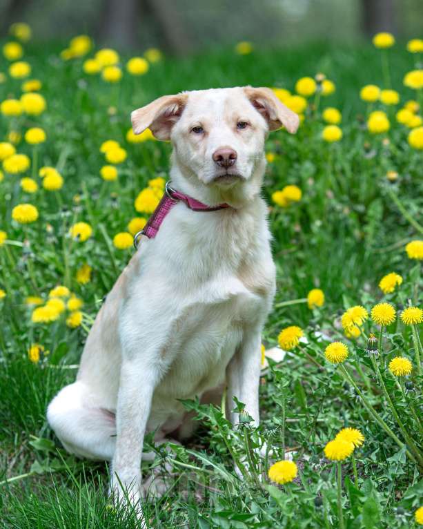 Собаки в Москве: Молоденькая девочка в дар Девочка, Бесплатно - фото 7