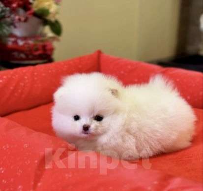 Собаки в Москве: Милые девочки Девочка, 65 000 руб. - фото 3