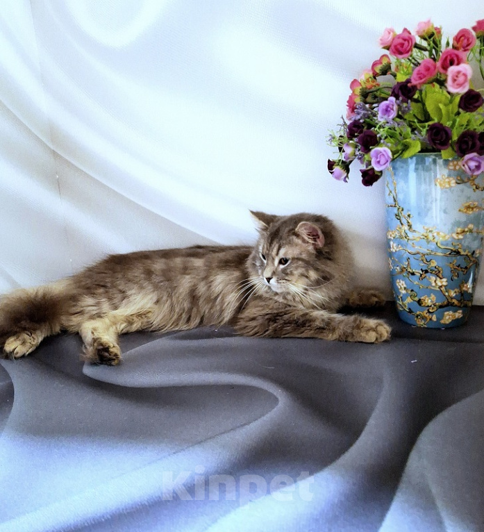 Кошки в Новосибирске: Котик манчкин нестандарт Мальчик, Бесплатно - фото 5