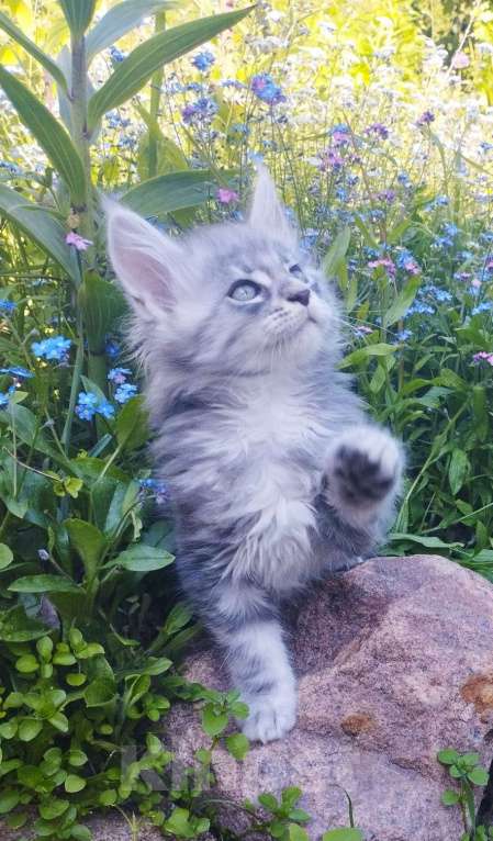 Кошки в других городах Ленинградской области: Котята в "руковичках", милые  котята, техцветные "черепашк" приносят в дом счастье и достаток. Девочка, 45 000 руб. - фото 2