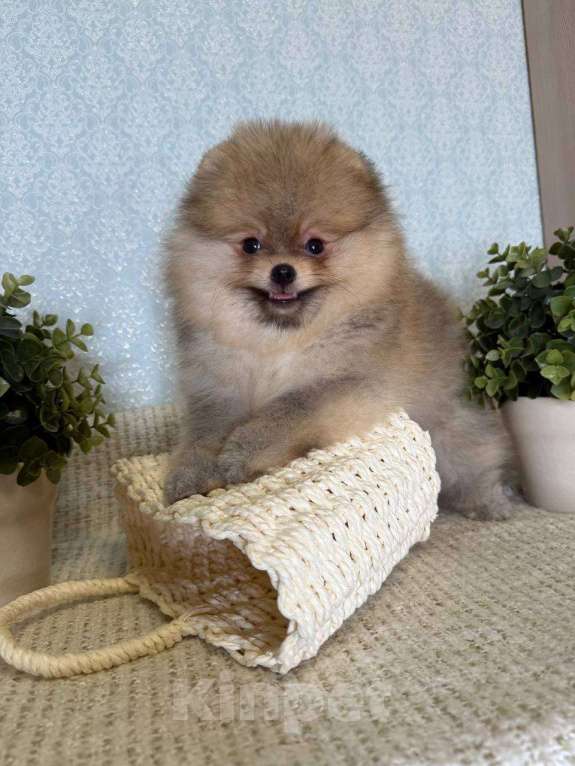 Собаки в Тюмени: Классный парень померанского шпица  Dakster Мальчик, Бесплатно - фото 2