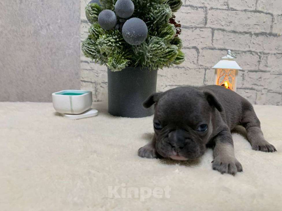 Собаки в Хабаровске: Продам Мальчик, 100 000 руб. - фото 1