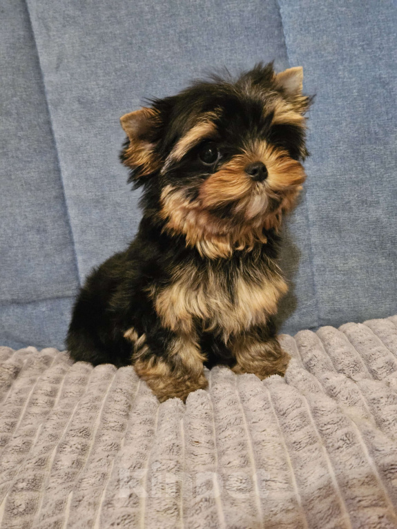 Собаки в Москве: Небольшая девочка йорка  Девочка, 120 000 руб. - фото 3