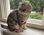 Кошки в Ижевске: Продажа кота Мальчик, 6 500 руб. - фото 2