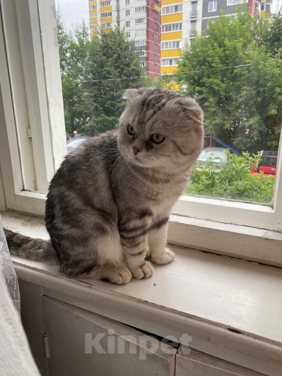 Кошки в Ижевске: Продажа кота Мальчик, 6 500 руб. - фото 2