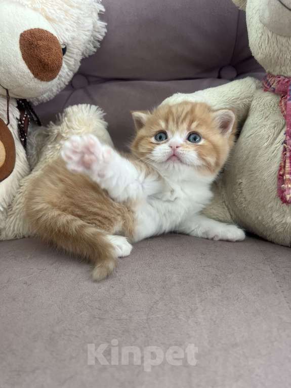 Кошки в других городах Московской области: Шотландские мальчики Мальчик, 35 000 руб. - фото 2