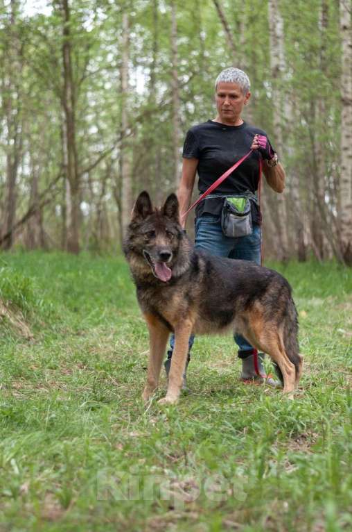 Собаки в Ногинске: Ищем дом Форесту Мальчик, Бесплатно - фото 3