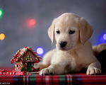 Собаки в Москве: Щенок лабрадора  Девочка, 80 000 руб. - фото 3