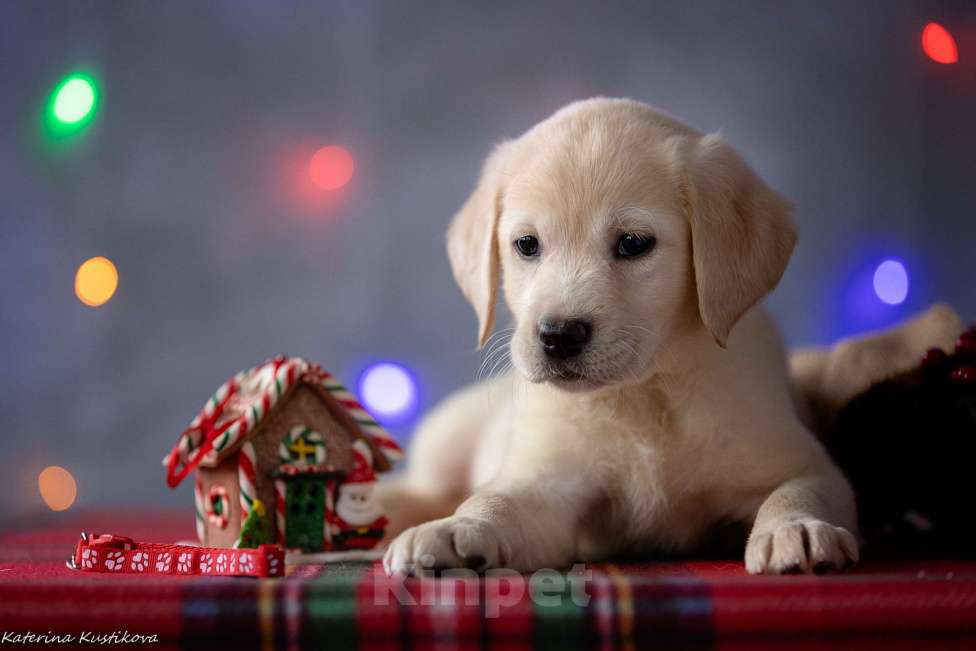 Собаки в Москве: Щенок лабрадора  Девочка, 80 000 руб. - фото 3