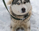 Собаки в Санкт-Петербурге: Красавец хаски Форест из приюта Мальчик, Бесплатно - фото 10