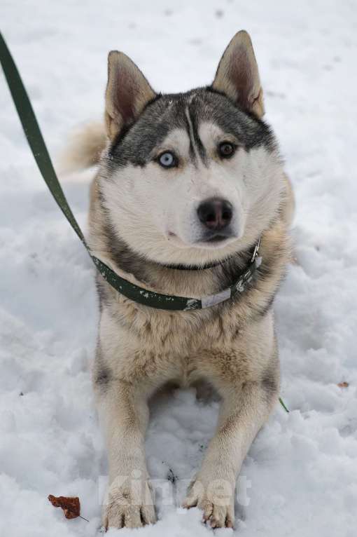 Собаки в Санкт-Петербурге: Красавец хаски Форест из приюта Мальчик, Бесплатно - фото 10