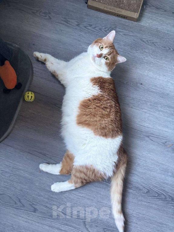 Кошки в Санкт-Петербурге: Яркий и ласковый кот Павлик Мальчик, Бесплатно - фото 5