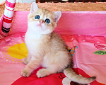 Кошки в Красноярске: Шотландский вислоухий короткошёрстный котёнок Разнополые, 35 000 руб. - фото 9