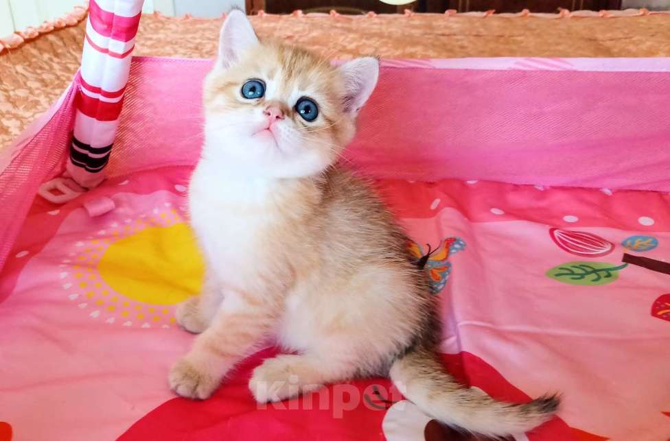 Кошки в Красноярске: Шотландский вислоухий короткошёрстный котёнок Разнополые, 35 000 руб. - фото 9