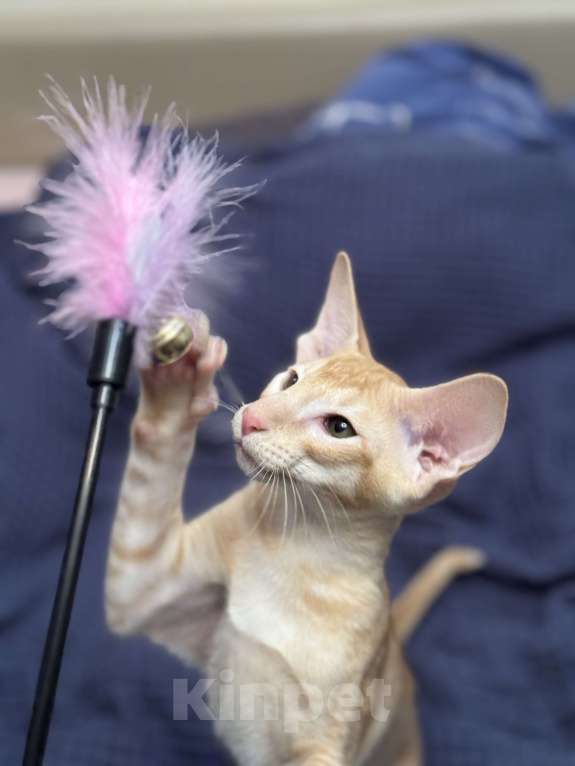 Кошки в Москве: Ориентальный котенок Мальчик, 65 000 руб. - фото 2